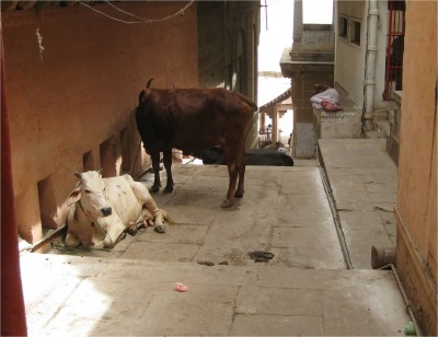 cows varanasi April, 2010 More cows from India. Varanasi. I could never figure out how Hindus see the cow as such a holy and motherly creature, letting them cohabitate freely, yet will sometimes tie them up and take ownership.