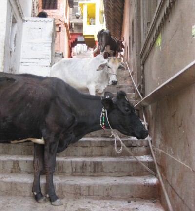 cows2 varanasi, india april 2010 Varanasi, India. Steps leading down to the river are called gauts. Varanasi has dozens of these narrow gauts, most of which have animals cohabitating with humans.