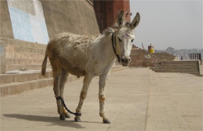 donkey varanasi, india april 2010 Of all the pictures I took in the last year, this is my favorite! My #1 of about 5,000 pictures. To me it sweepingly symbolizes modern India. Really, I should say that it reflects my perceptions of the country. In the picture, I see an animal that is respected enough by the people to be painted with a purple religious bindi (forehead dot), yet has two legs tied together and is standing idly in the scorching sun, matted in its own excrement. I see India as this incredibly religious country, so religious in my opinion that traditions and beliefs overpower common sense to help oneself. The donkey's bindi represents the strong spiritual nature of India. The tied legs represent the self-sabotage or self-inflicted suffering that so many seek or feel they deserve. The dirty hair represents the inability or apathy to help oneself.