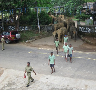 elephant Orphanage Pinnawela, Sri Lanka March 2010 Pinnawela, Sri Lanka. Every afternoon, elephants rescued at this orphanage stroll to the water for a drink. Elphants housed here include abandoned babies, blind adults, and elephants with missing legs from land mines.