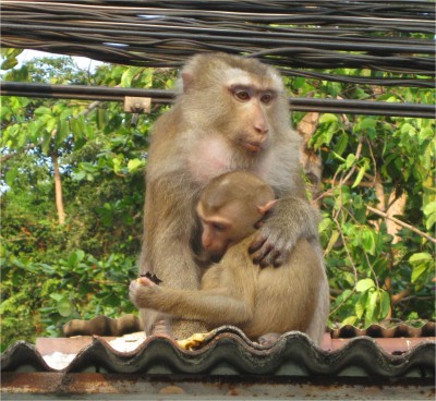 monkeys Ko chang, thailand February 2010 Ko Chang, Thailand. At sunset, monkeys sit on the rooftops near the main street, catching bananas that people toss in the air. This mama monkey is full of bananas and enjoying a little relaxation with baby.
