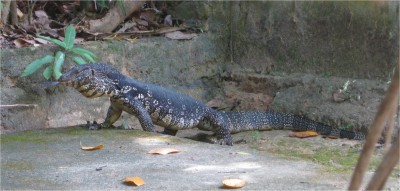 water monitor, Hikkaduwa, sri lanka april 2010 Hikkaduwa, Sri Lanka. This beautiful beach town was massacred by the tsunami a few years back. While walking around, I was surprised by this huge water monitor. It must have been over 6 feet long.